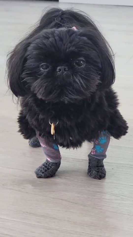 Original Teddy Bear Dogのインスタグラム：「Second paw booties try! 🐾🐾 NOT an ad, just trying out different paw booties to find ones that work for us. These are Walkee Paws which some of you recommended. Easy to get on? Eh. Easy to take off? Yes. Would we walk in them? Probably. Would they stay on for walks? Yes, but we didn't even go for a walk in them cause we look ridiculous 😂 Great idea, but it's a no for us dawg 🐶🐶」