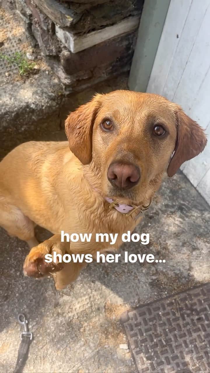DogsOf Instagramのインスタグラム：「@foxredpeggy is a little ✨different✨ but we wouldn’t have it any other way 🥹 It’s the goblin ears for us!   . . . #dogsofinstagram #doglove #dogobsessed」