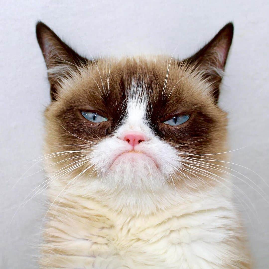 Grumpy Catのインスタグラム
