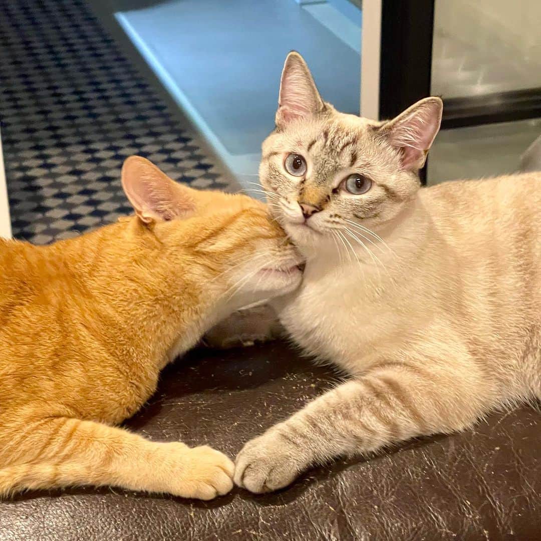 田中要次のインスタグラム：「#猫Chai #猫Guri #Bo_nyans #猫のいる暮らし」