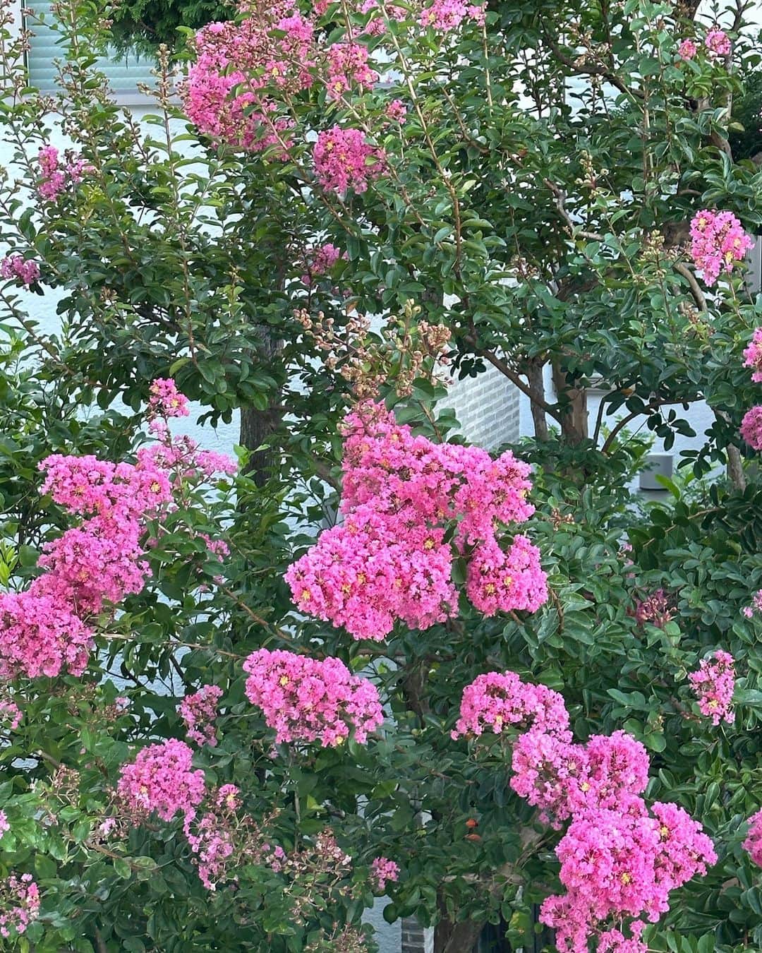 栗原はるみさんのインスタグラム写真 - (栗原はるみInstagram)「みなさんおはようございます。 みなさん暑い毎日が続いていますがお元気でしょうか？ そして今日また台風がまた沖縄と奄美、九州へ接近。これから各地に影響が出そうでとても心配です。  一昨日の百合がきれいに咲き始めました。サルスベリも満開になってとってもきれいです。 この暑い中でもセージも日々草も元気に咲いてくれ庭の植物が私をどれだけ和ませてくれているのかわかりません。本当に何度もありがとうを言いたくなります。 ドライマンゴをいただいたのでヨーグルトに一晩漬けました。 ヨーグルトの水分をマンゴが吸ってヨーグルトがクリームチーズみたいに美味しくなります。私はこのデザートが大好きなのでよく作ります。以前もご紹介したことがありますがみなさんもよかったら是非作って一緒に食べましょう〜。また他のドライフルーツで美味しい物があったら教えてくださいね〜。 みなさん今日も楽しい一日を過ごしてね〜。私は今日は仲良しが来てくれるので料理を作ります。 #栗原はるみ  #kuriharaharumi  玲児さんがきれいなサルスベリを見てとっても喜んでいます。」8月5日 6時55分 - harumi_gram