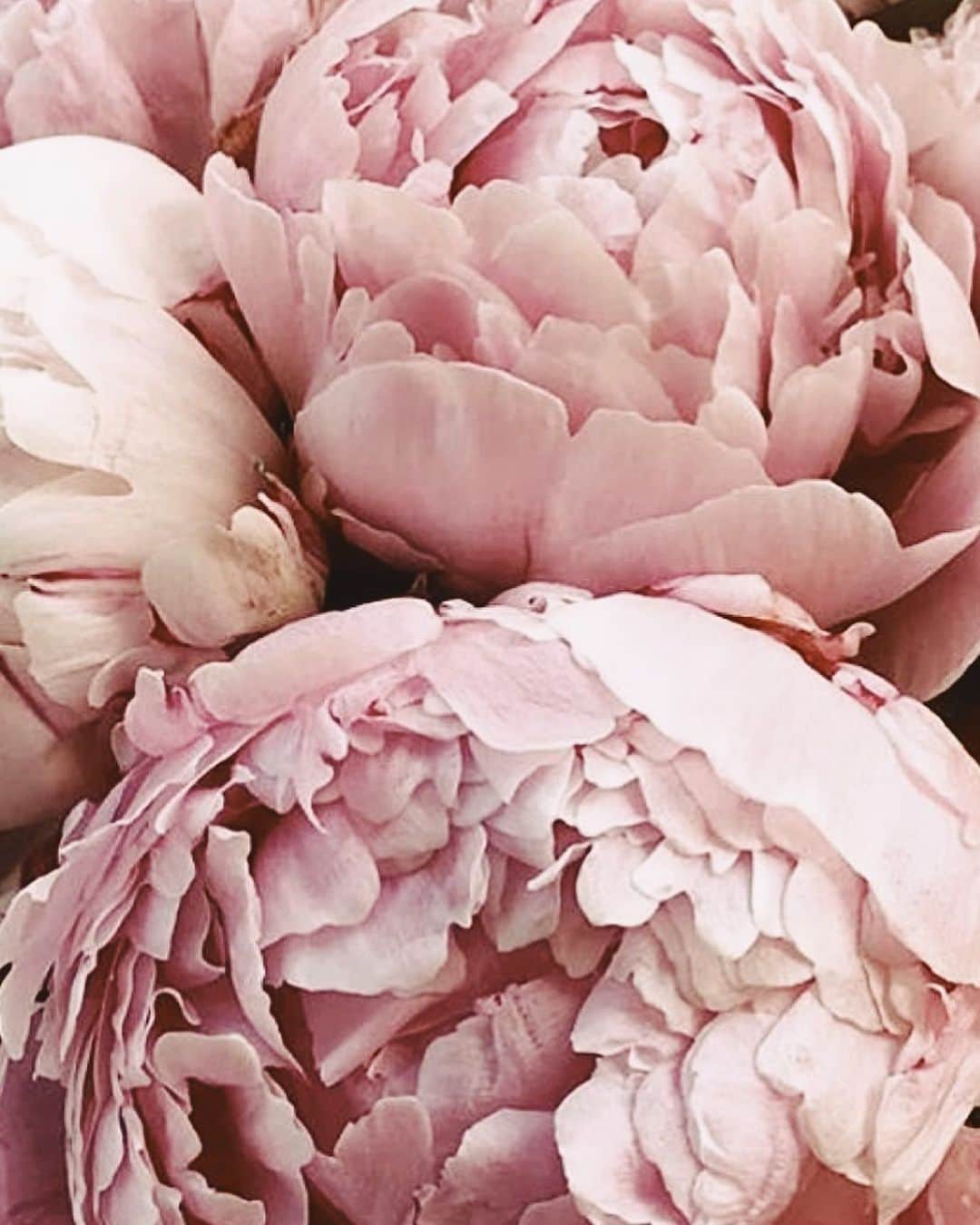 Yukicoさんのインスタグラム写真 - (YukicoInstagram)「🍃🌸🍃🌸🍃  ————————————————————— 見てくださる方にプラスになる投稿をしていきます 是非いいね♡フォロー♡ よろしくお願いいたします𓅟 私の写真の編集については フォトレッスンでレクチャーをしています —————————————————————  #flowers#flowerpower#flowerphotography#flowerporn#flowerslovers#flowerstagram#bouquet#bouquets#btsarmy#jiminpen#btsjimin #ジミンペン」8月5日 7時17分 - yukicolifecom