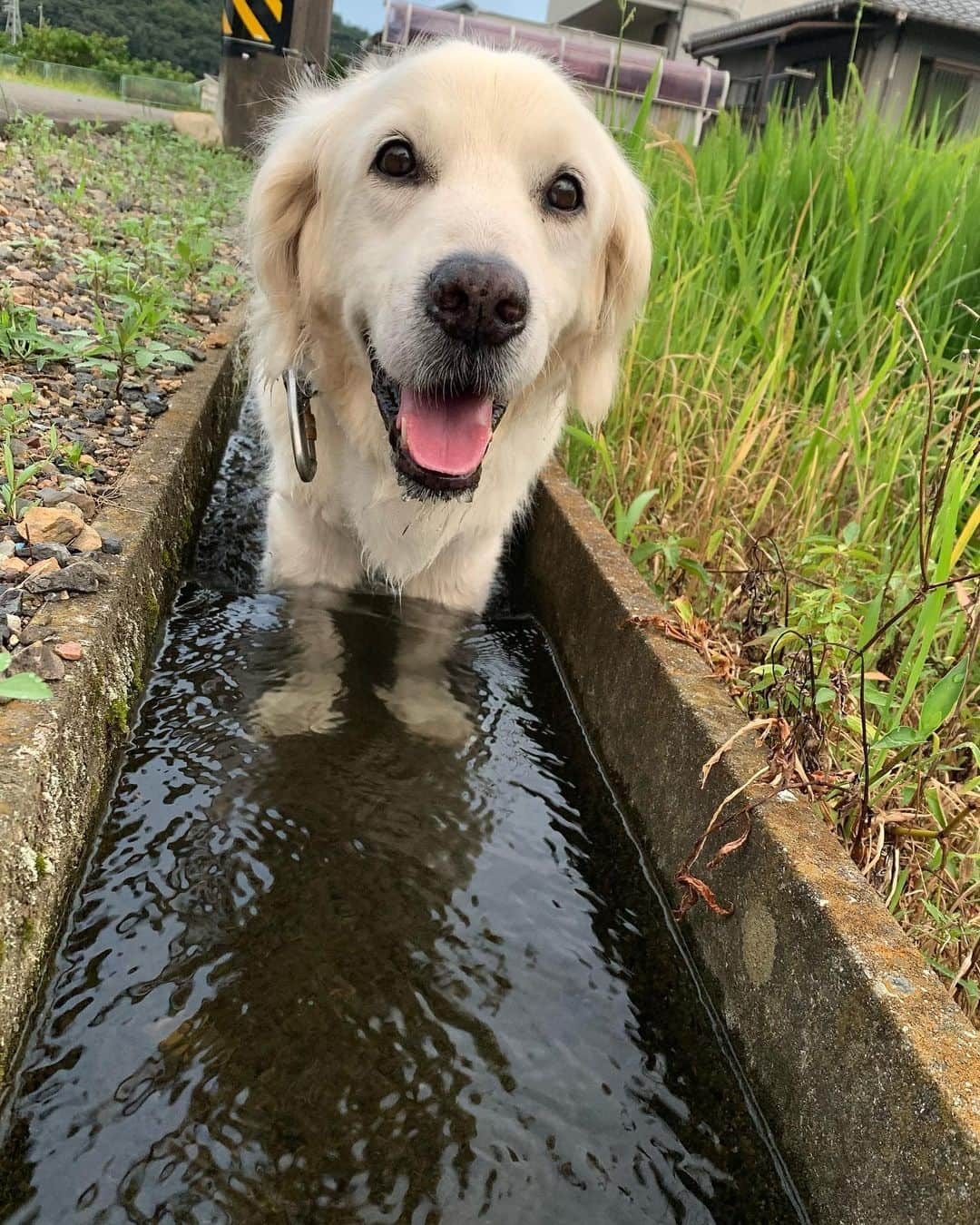 P太郎ママさんのインスタグラム写真 - (P太郎ママInstagram)「早朝から、、、 気持ちよーーく 浸かってるよー。 おはよー。 この3分後くらい、 突然の夕立？ ←早朝！ ゲリラ豪雨？というほどじゃないけど、『夕立』というほど穏やかでもない、ザザ降りで。 犬に負けずに #びっしょりーぬ  になったママン。 ←てゆーか、他にも早朝ウォーキング🚶🚶‍♀️の老人連みんな。 家に着く頃には、 また晴れた。 ほんとに、 気候がおかしい！」8月5日 8時08分 - ptarodada