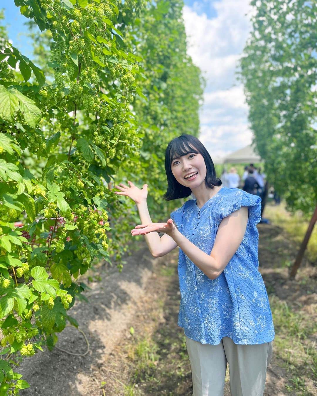 菅原智郁のインスタグラム：「きのうは白鷹町のホップ畑で取材。 そもそもホップというものを初めて見ましたが、こんなに背丈が高いなんてびっくり😳(4mくらいはある？)  農家の方によると、 つるになっているのは実ではなくて花なんだそう🌼 中に花粉のような黄色い粉が入っていて、それがビールの味を決めるのに重要な役割を果たすそうです🍻 勉強になりました！！ . .  #山形 #白鷹町 #ホップ #ビール #🍻 #山形テレビ #ゴジダス #アナウンサー #菅原智郁」