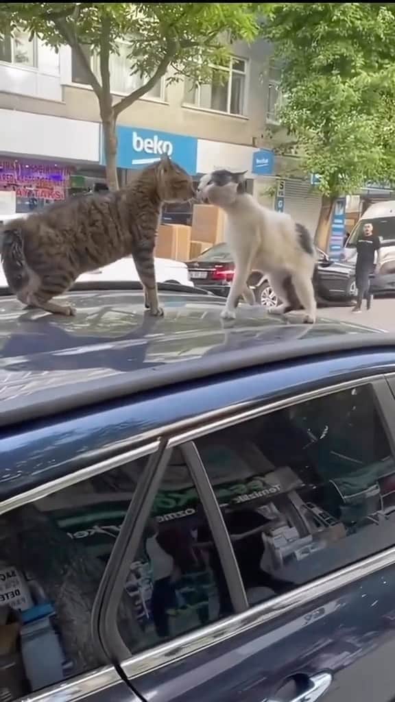 Cute Pets Dogs Catsのインスタグラム：「Flipped over and totally recovered in a second.  If you like it pls support with ❤️  Credit: beautiful yifanbmh4eb (tt) Check them out ☺️  ** For all crediting issues and removals pls 𝐄𝐦𝐚𝐢𝐥 𝐮𝐬 ☺️  𝐍𝐨𝐭𝐞: we don’t own this video/pics, all rights go to their respective owners. If owner is not provided, tagged (meaning we couldn’t find who is the owner), 𝐩𝐥𝐬 𝐄𝐦𝐚𝐢𝐥 𝐮𝐬 with 𝐬𝐮𝐛𝐣𝐞𝐜𝐭 “𝐂𝐫𝐞𝐝𝐢𝐭 𝐈𝐬𝐬𝐮𝐞𝐬” and 𝐨𝐰𝐧𝐞𝐫 𝐰𝐢𝐥𝐥 𝐛𝐞 𝐭𝐚𝐠𝐠𝐞𝐝 𝐬𝐡𝐨𝐫𝐭𝐥𝐲 𝐚𝐟𝐭𝐞𝐫.  We have been building this community for over 6 years, but 𝐞𝐯𝐞𝐫𝐲 𝐫𝐞𝐩𝐨𝐫𝐭 𝐜𝐨𝐮𝐥𝐝 𝐠𝐞𝐭 𝐨𝐮𝐫 𝐩𝐚𝐠𝐞 𝐝𝐞𝐥𝐞𝐭𝐞𝐝, pls email us first. **」