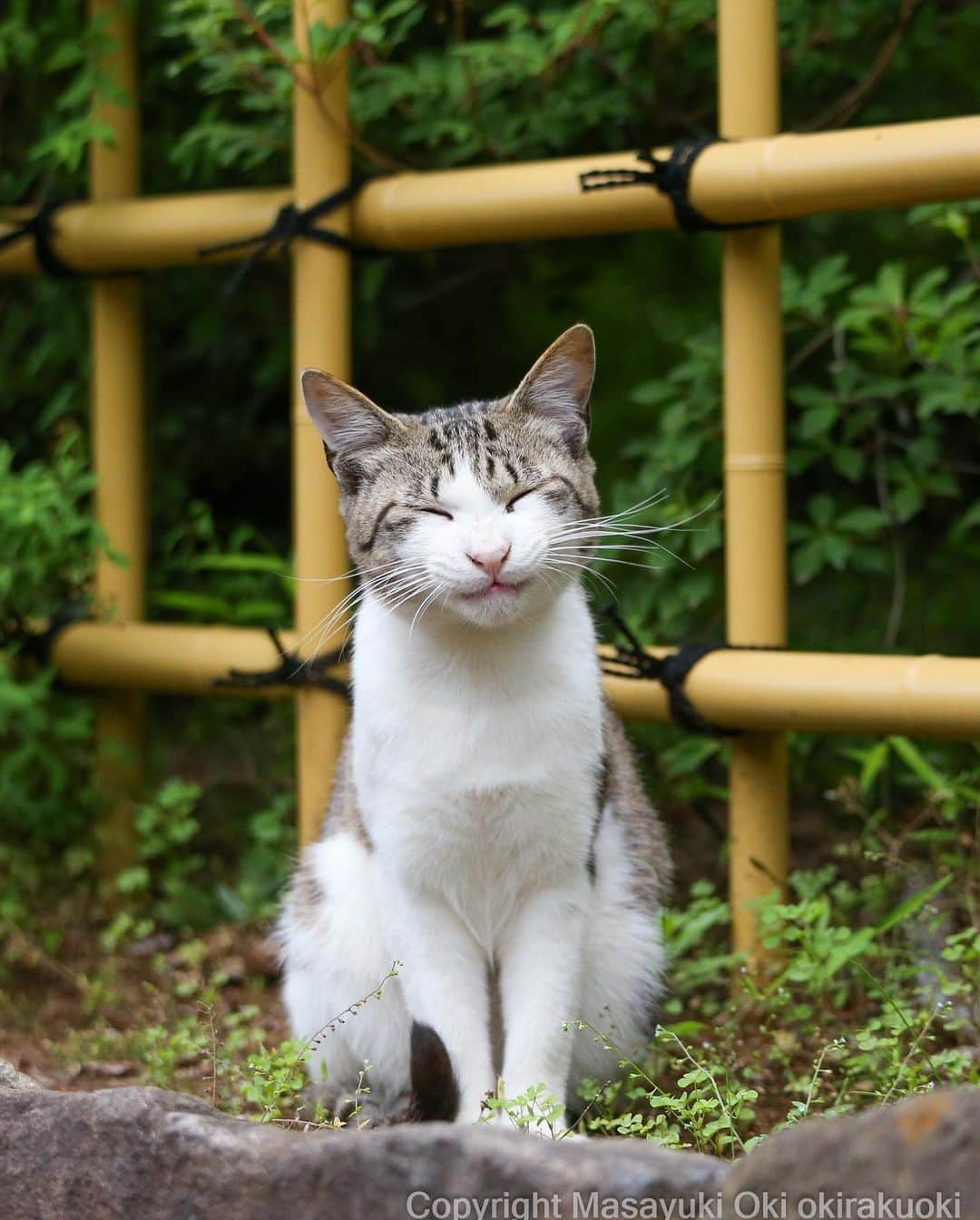 Masayukiさんのインスタグラム写真 - (MasayukiInstagram)「【沖昌之 写真展 ニャニャ笑い ～笑う門には福来るにゃ～ in 京王百貨店 新宿店】  猫写真家 沖昌之の写真展を開催いたします。 思わずこちらも笑顔になる沖さんの可愛いネコたちに会いに来てください。 会場ではグッズや写真パネルもご購入いただけます。  新作写真パネルはどんなお部屋にも似合う可愛さです。 （写真パネルをご購入のお客様へは、もれなく非売品グッズをプレゼント！）  既刊写真集も10種以上のラインナップで販売。 在廊時には ご購入いただいた書籍にサインをいたします。  京王百貨店新宿店 限定販売グッズも登場！！ カプセルトイ ニャニャ笑い缶バッヂ ガチャガチャ （1回）…500円  ※数に限りがございます。売切れの際はご容赦ください。  【会期】2023年8月3日（木）～8月9日（水） 【会場】京王百貨店 新宿店 ※入場無料  沖昌之　来場スケジュール 8/3（木）・5（土）・6（日）・9（水） 各日午後1時～午後5時  場所 京王百貨店 新宿店 東京都新宿区西新宿1-1-4 営業時間  10:00～20:00  #cat #ねこ #猫」8月5日 8時52分 - okirakuoki