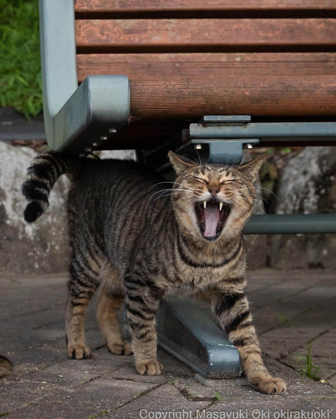 Masayukiさんのインスタグラム写真 - (MasayukiInstagram)「【沖昌之 写真展 ニャニャ笑い ～笑う門には福来るにゃ～ in 京王百貨店 新宿店】  猫写真家 沖昌之の写真展を開催いたします。 思わずこちらも笑顔になる沖さんの可愛いネコたちに会いに来てください。 会場ではグッズや写真パネルもご購入いただけます。  新作写真パネルはどんなお部屋にも似合う可愛さです。 （写真パネルをご購入のお客様へは、もれなく非売品グッズをプレゼント！）  既刊写真集も10種以上のラインナップで販売。 在廊時には ご購入いただいた書籍にサインをいたします。  京王百貨店新宿店 限定販売グッズも登場！！ カプセルトイ ニャニャ笑い缶バッヂ ガチャガチャ （1回）…500円  ※数に限りがございます。売切れの際はご容赦ください。  【会期】2023年8月3日（木）～8月9日（水） 【会場】京王百貨店 新宿店 ※入場無料  沖昌之　来場スケジュール 8/3（木）・5（土）・6（日）・9（水） 各日午後1時～午後5時  場所 京王百貨店 新宿店 東京都新宿区西新宿1-1-4 営業時間  10:00～20:00  #cat #ねこ #猫」8月5日 8時52分 - okirakuoki