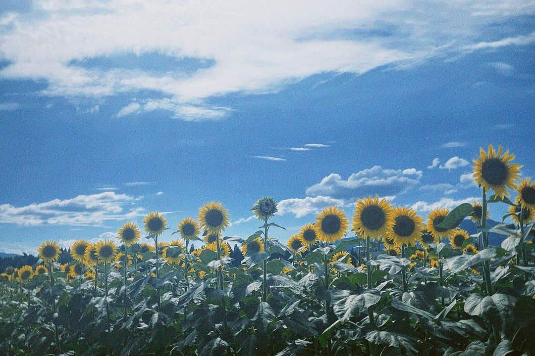 冨岡瑞希のインスタグラム：「. 夏の思い出🌻🎆🌾 in 新潟  #新潟 #津南ひまわり広場 #へぎそば #長岡花火」