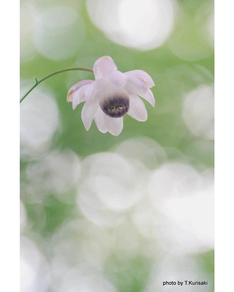 花の写真館のインスタグラム：「Photo by 栗﨑 勉. . Original Post[投稿いただいたURL] https://www.facebook.com/photo.php?fbid=2129957270508811 . 本アカウントは、 #私の花の写真 をつけてInstagramに投稿された皆さまの花の写真や、「花の写真館」Facebookページで投稿された花の写真を紹介します。 「花の写真館」Facebookページは、「 @floral.photograph 」のプロフィールにあるURLからご覧ください。 . ※各種法令、マナー、関係者の指示に従った撮影をお願いします。 *Please ensure that your photography adheres to all relevant laws, etiquette, and instructions issued by authorized persons. ※本アカウントは東京カメラ部がFacebook、Instagramのサービスを利用して運営しているもので、Meta社・Instagramとは一切関係ありません。 . #花の写真館 #floralphotograph #floralphoto #flower #flowers Follow: @floral.photograph」