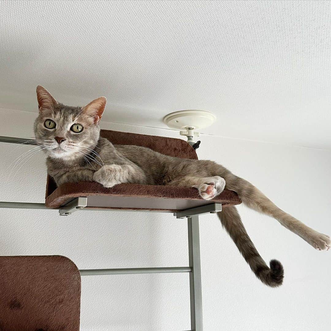 モアレ & クリエさんのインスタグラム写真 - (モアレ & クリエInstagram)「めっちゃしっぽで物申すクリエ😼  #モアクリ #moacrie #ねこ #猫 #cat #catsagram #ねこすたぐらむ #にゃんすたぐらむ #猫のいる暮らし #ねこのいる生活 #しっぽ」8月5日 19時46分 - moacrie