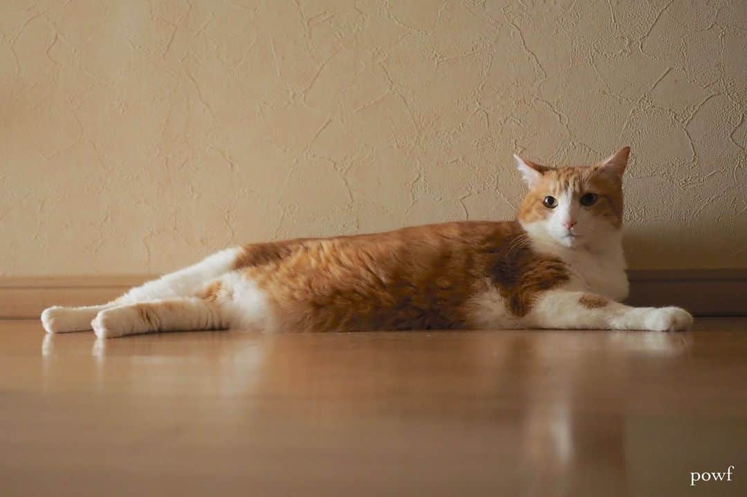 anemone_69のインスタグラム：「🐈 . #ハカセとキョウジュ #茶トラ白 #茶白 #cat #猫 #保護猫 . . .」