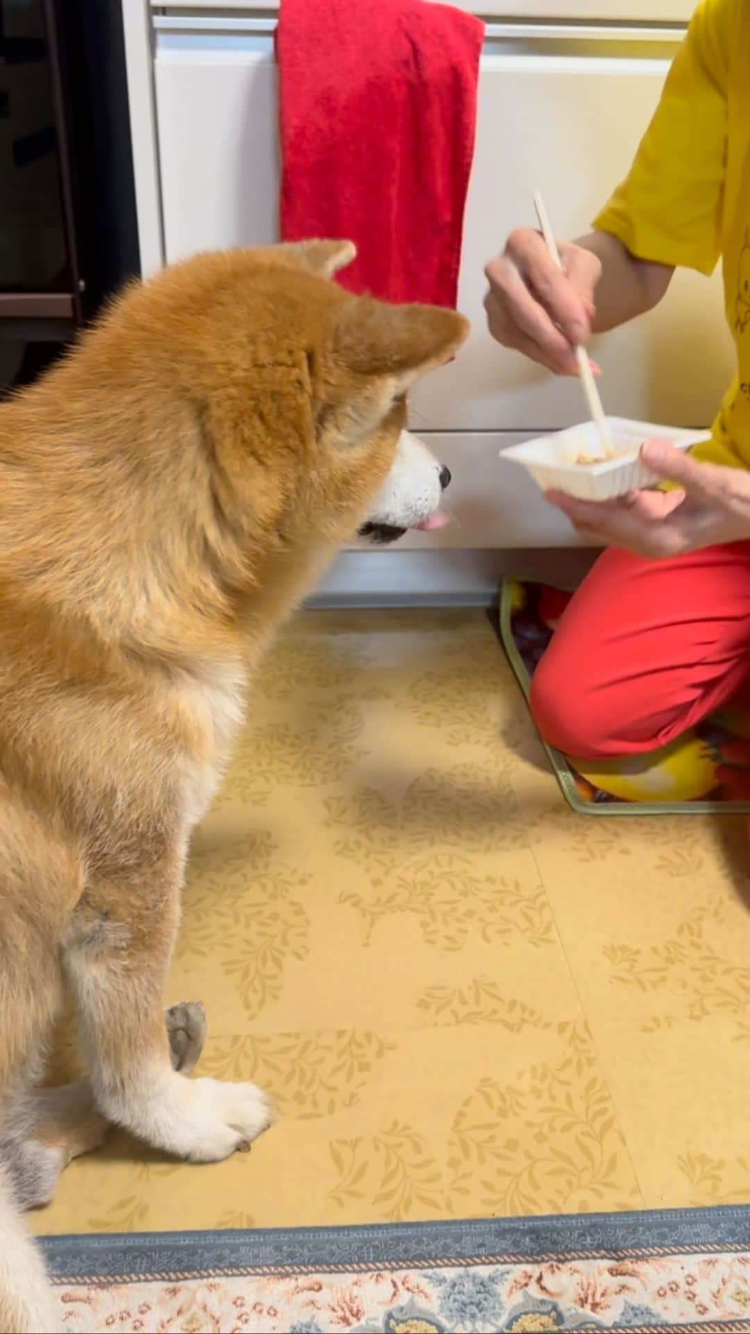 shibainu berryのインスタグラム：「Natto 😁 It’s a traditional Japanese food. Natto will help your blood flow smoothly👍 ばあばに納豆もらったよー😆 #犬の脾臓腫瘍 #犬の腫瘍摘出手術 #僧帽弁閉鎖不全症 #僧帽弁閉鎖不全症の犬 #僧帽弁閉鎖不全症手術済 #僧帽弁閉鎖不全症克服 #柴犬 #柴 #べりやん #べりむく #多頭飼い #徳島 #berry #shiba #shibainu  #shibainumania #ぷにっと部 #口角キュキュッと部 #チーム俺様 →部員絶賛募集中 #shiba_snap #proudshibas #instagramjapan #ふわもこ部 #pecoいぬ部 #pecotv #9gag @9gag @barked」