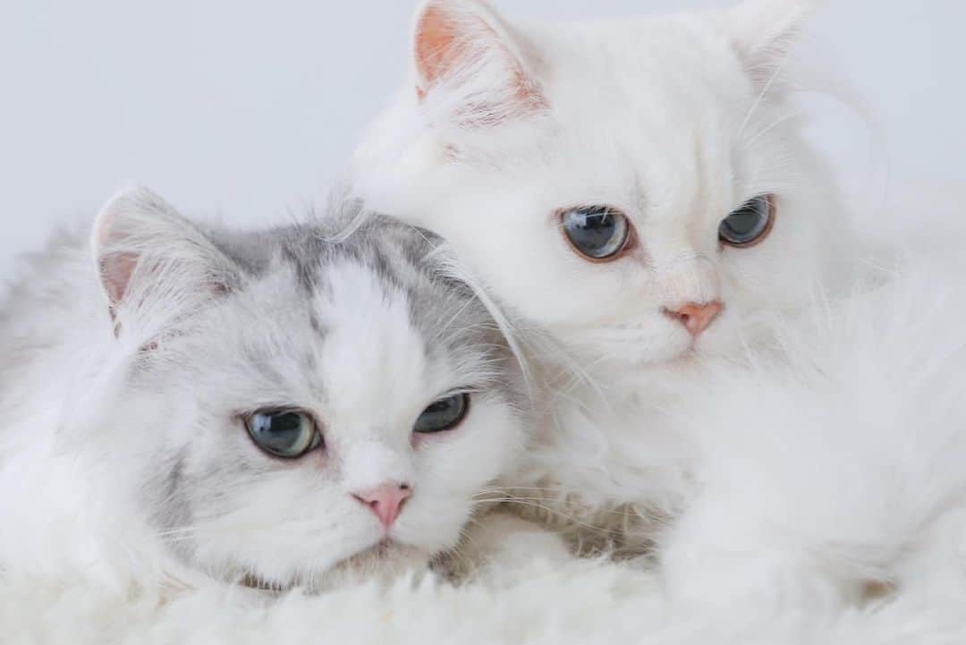 村川緋杏さんのインスタグラム写真 - (村川緋杏Instagram)「【ご報告】 実は… 2匹の猫ちゃんと暮らしています🐱  名前は グレーが「ミウッチャ」 ホワイトが「スワロフスキー」  名前の由来は PRADAのナイロンを作った方、miumiuの発足者である 「ミウッチャ・プラダ」  私の大好きなアクセサリーブランド「スワロフスキー」  私の大好きなものには 私の大好きな名前をつけました。  半年前にブリーダーさんからお迎えしていたのですが 体調も整うまで半年ほど待ち、今日満を持してお披露目🫶🏻  あぁ本当に… 可愛い我が子よ…  愛してるよ、これからびびが沢山 幸せにしてあげるからねぇ(=^x^=)❤︎  みなさん仲良くしてください！ よろしくお願いします🎀」8月5日 20時43分 - murakawabibiann