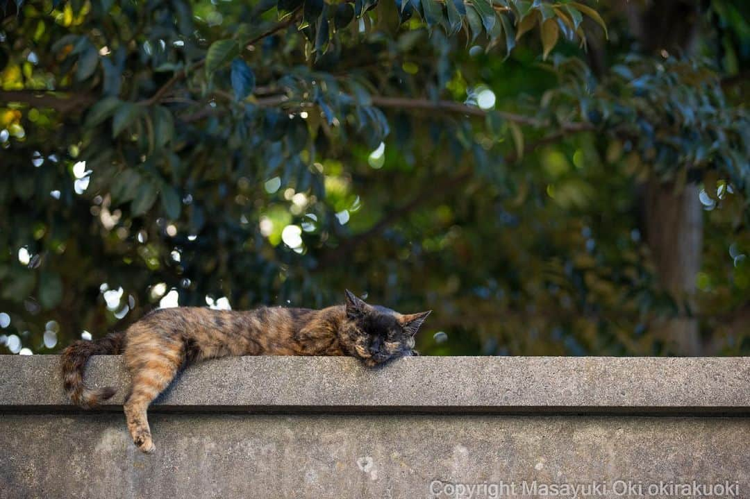 Masayukiさんのインスタグラム写真 - (MasayukiInstagram)「お昼寝💤  #cat #ねこ #猫 #東京カメラ部 #nekoclub  #mmgtw #my_eos_photo  #yourshotphotographer」8月5日 11時55分 - okirakuoki