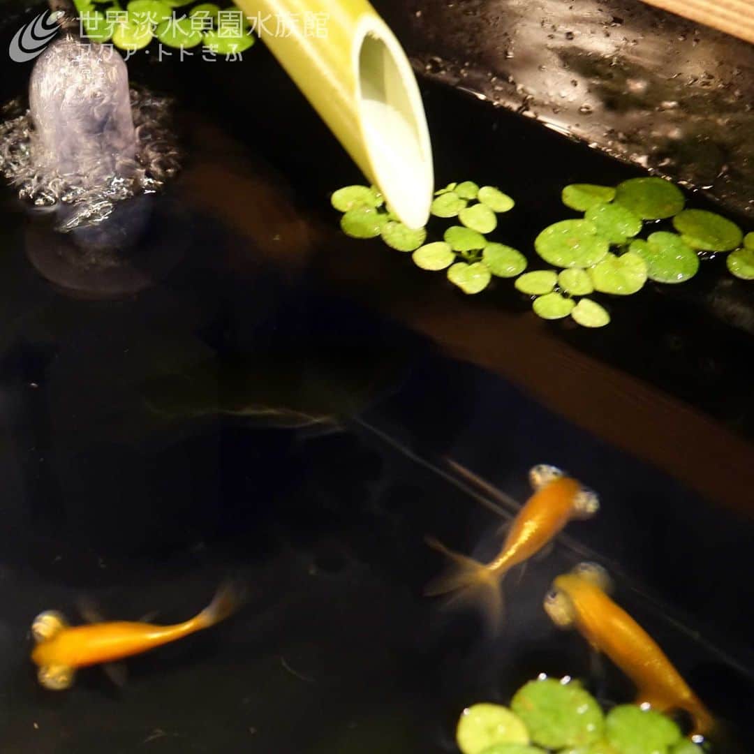 世界淡水魚園水族館 アクア・トト ぎふのインスタグラム：「企画展『きんトト今昔物語-時代を彩る金魚たち-』では、さまざまなを紹介しています。  こちらは上から観賞する「上見」での展示の様子です。  #アクアトト #水族館 #aquarium #企画展 #金魚 #きんトト #オアシスパーク #河川環境楽園」