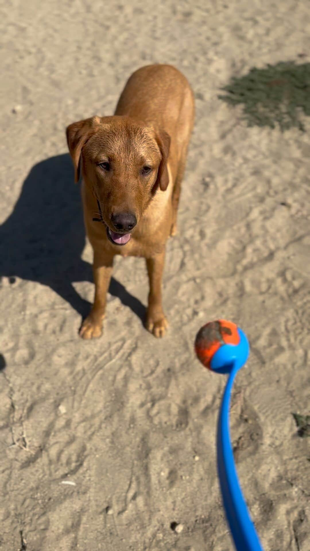 トム・フェルトンのインスタグラム：「Fastest dog in the west 🎾 x」