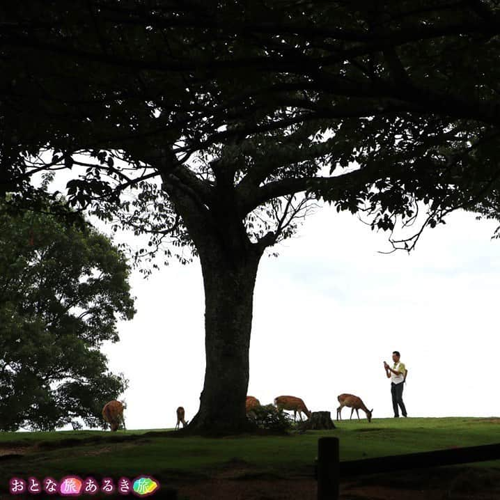 テレビ大阪「おとな旅あるき旅」さんのインスタグラム写真 - (テレビ大阪「おとな旅あるき旅」Instagram)「.  -------------------------------------------  🟠#おとな旅あるき旅 🟠#テレビ大阪（7ch） 🟠夏の涼を探して🎐奈良で朝活＆大阪で夜活 🟠#三田村邦彦 #斉藤雪乃 #小塚舞子 🟠8月5日（土）18:30  -------------------------------------------  淀川花火大会直前！1時間スペシャル！！  今回は猛暑の昼間を避けて奈良で朝活＆大阪では夜活を…  朝活ならでは！ 鎌倉時代創建のお寺のお勤め体験に 朝しか食べられない！？おにぎり🍙 さらに路地裏の人気店！夏限定の極上の蕎麦とは…  大阪では 呑兵衛にはたまらん！お酒のアテに 夕景のクルーズ船に乗り極上の時間を堪能！ さらに大阪駅の屋上に農園が！？  その後の淀川花火大会も併せてご覧ください🎆  -------------------------------------------  #大阪観光 #大阪グルメ #奈良観光 #奈良グルメ #若草山 #おはなさんのおむすび屋さん　　 #十輪院 #春日山酒造 #ならまち招福庵 #池田含香堂 #奈良国立博物館 #たかま家 #天空の農園 #エキマルシェ大阪 #リバークルーズ #日本酒かんき #立ち呑み処和 #ビアガーデン」8月5日 13時21分 - tvo.otonatabi