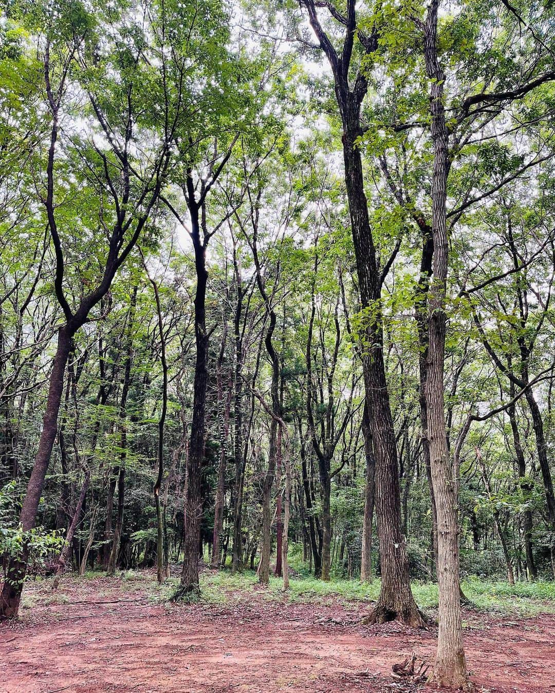 前田友香のインスタグラム：「たまには 自然の中で過ごすの大事🌳  カブトムシもクワガタもおって 夏だぜぇ！  #2023夏」