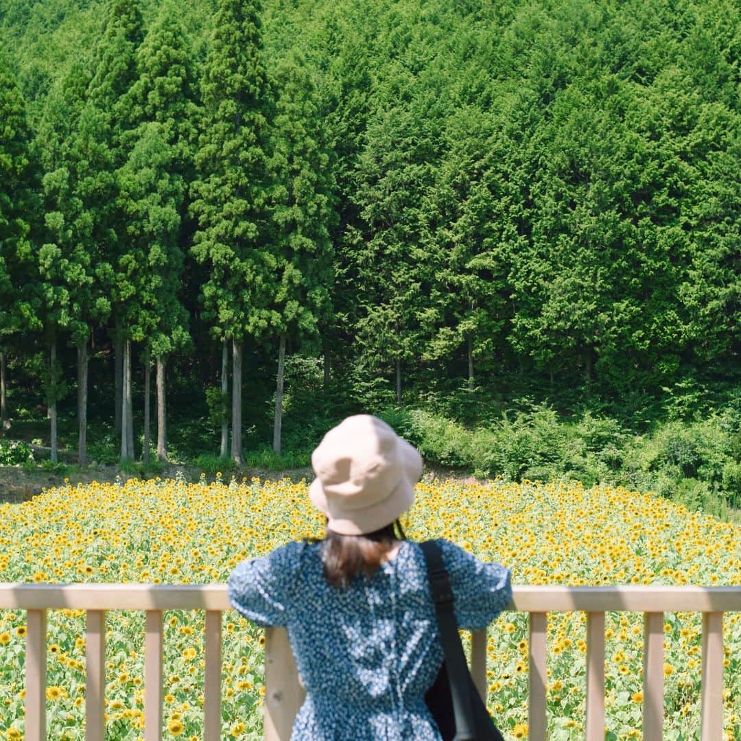 竹田城 城下町 ホテルEN（えん）さんのインスタグラム写真 - (竹田城 城下町 ホテルEN（えん）Instagram)「＼近隣イベント紹介／ 西日本最大級のひまわり畑で 元気いっぱいの夏の思い出を！  8/5よりたんとう花公園にて、 「たんとうひまわりまつり」が開催されます！  夏の青空の下、 黄色く輝く一面のひまわりに囲まれて 記念撮影はいかがでしょうか🌈  夏の強い日差しに向かって 元気よく咲き誇るひまわりは なんともエネルギッシュです🌞  眺めていると パワーがわいてきますね🌻  ひまわりは摘み取り、持ち帰りOKです 甘くてつやつやのシルクコーンもぎ取り園も 同時開催しています！  ご家族と、お友達と、大切な人との 思い出づくりに、ぜひ訪れてみてください＾＾  _____________ イベント詳細 【開催期間】 8/5（土）～ 8月中旬予定 【開園時間】 9:00～16:00（15:30受付終了） 【入園料】　 500円（中学生以下は無料） 【住所】　　兵庫県豊岡市畠山字坂津口28 【TEL】　　 080-1297-4131 【公式Instagram】@tantosilkroad _____________」8月5日 14時33分 - takedacastle_en