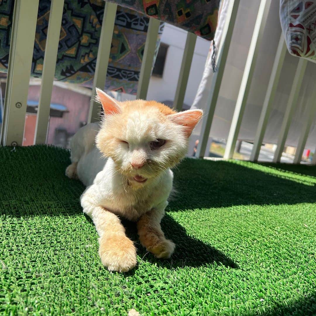 のインスタグラム：「日向ぼっこ｡  ほどほどでちゅーるでつって、 部屋に入れました。  #うちの猫ら #猫 #okaki #ねこ #ニャンスタグラム #にゃんすたぐらむ #ねこのきもち #cat #ネコ #catstagram #ネコ部 http://kachimo.exblog.jp」