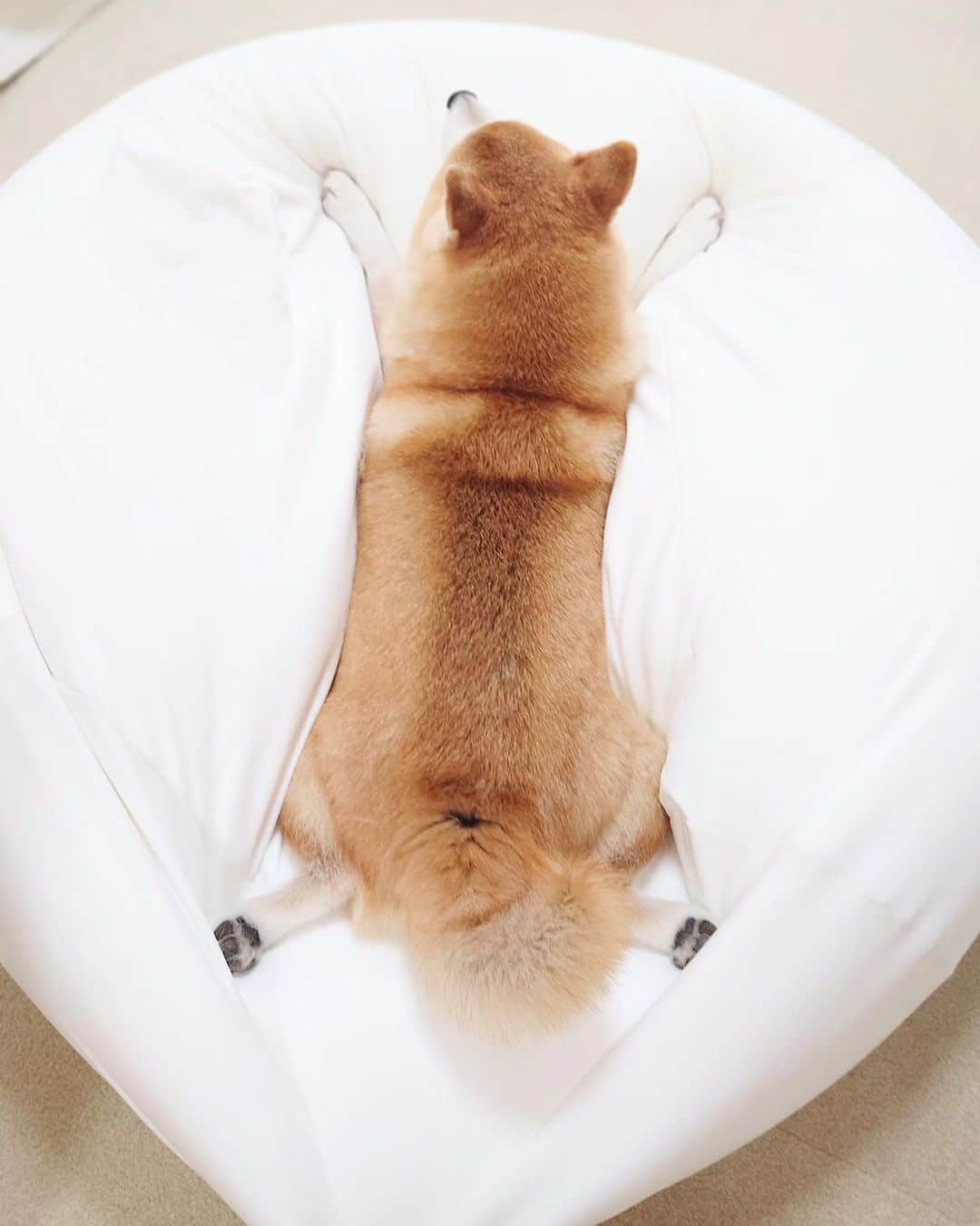 ちゃみさんのインスタグラム写真 - (ちゃみInstagram)「埋もれてる後ろ足を見たらかわいい事になってた まるでタワー🗼笑  ❷お手々を前に出したらTwitterの新ロゴ【X】みたい😂  ❸口元かわよ (⁠ᵔ⁠ᴥ⁠ᵔ⁠)  #柴犬#しばいぬ#犬#癒し#愛犬#shiba#shibainu#dog」8月5日 15時11分 - shiba_charmy