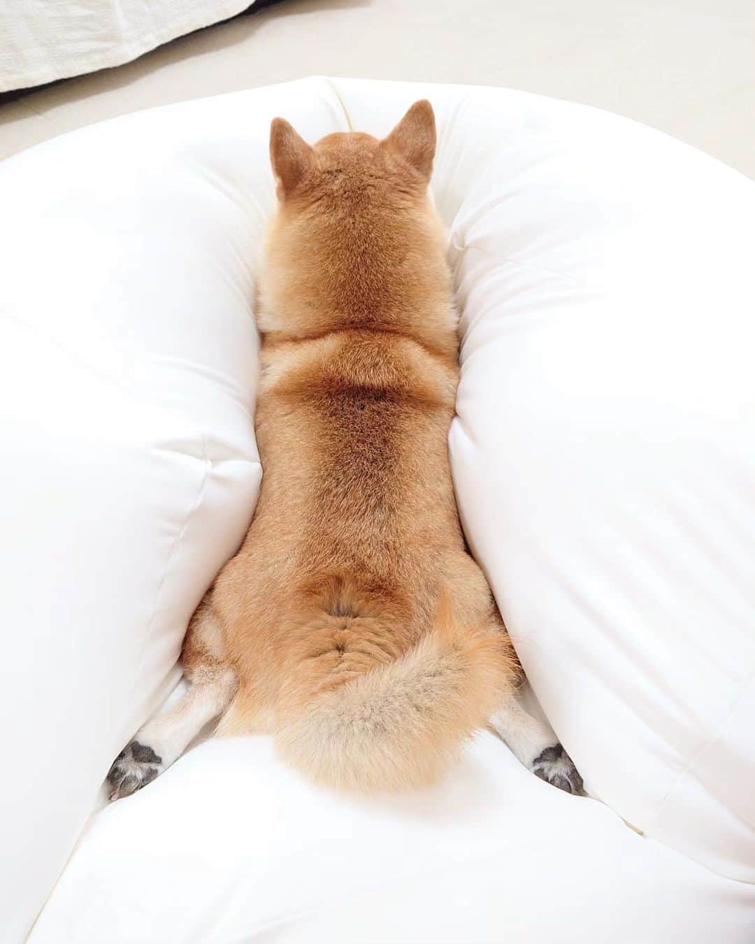ちゃみのインスタグラム：「埋もれてる後ろ足を見たらかわいい事になってた まるでタワー🗼笑  ❷お手々を前に出したらTwitterの新ロゴ【X】みたい😂  ❸口元かわよ (⁠ᵔ⁠ᴥ⁠ᵔ⁠)  #柴犬#しばいぬ#犬#癒し#愛犬#shiba#shibainu#dog」