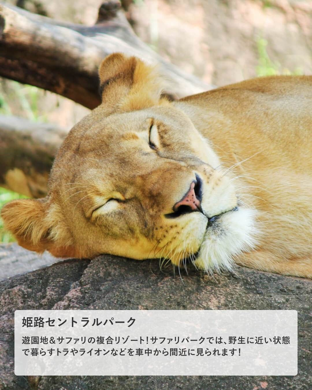 楽天トラベル さんのインスタグラム写真 - (楽天トラベル Instagram)「投稿を保存して見返してね😊 毎日おすすめの観光スポットやホテルを紹介している 楽天トラベル💚 👉@rakutentravel  ーーーーーーーーーーーーー  本日は、瀬戸内海に挟まれ、関西一広い面積を持つ兵庫県を紹介します😊 オシャレな港町・神戸や有馬温泉などの歴史ある温泉地など多彩な魅力があります⚓  ーーーーーーーーーーーーー  1　#神戸ハーバーランド 2　#姫路セントラルパーク 3　#六甲山 4　#有馬温泉 5　#竹田城跡  ーーーーーーーーーーーーー  #rakutentravel をつけて投稿してくだされば、 あなたの撮った写真が楽天トラベルアカウントに掲載されるかも👀  旅の計画に夢中になれるインスタマガジン👜 楽天トラベルをフォローして理想の旅をみつけてね🛫@rakutentravel  いってみたいと思った人は気軽にコメント欄にスタンプ送ってね💕  ーーーーーーーーーーーーー」8月5日 18時00分 - rakutentravel