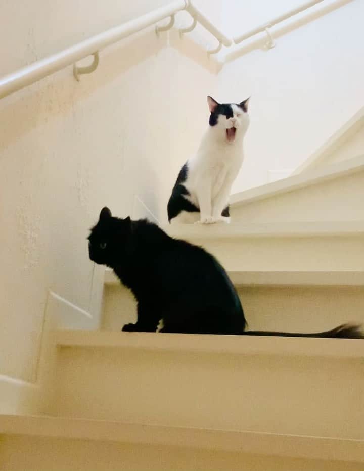 OKAのインスタグラム：「出迎える気分じゃないときもあるさ。  #保護猫兄妹」