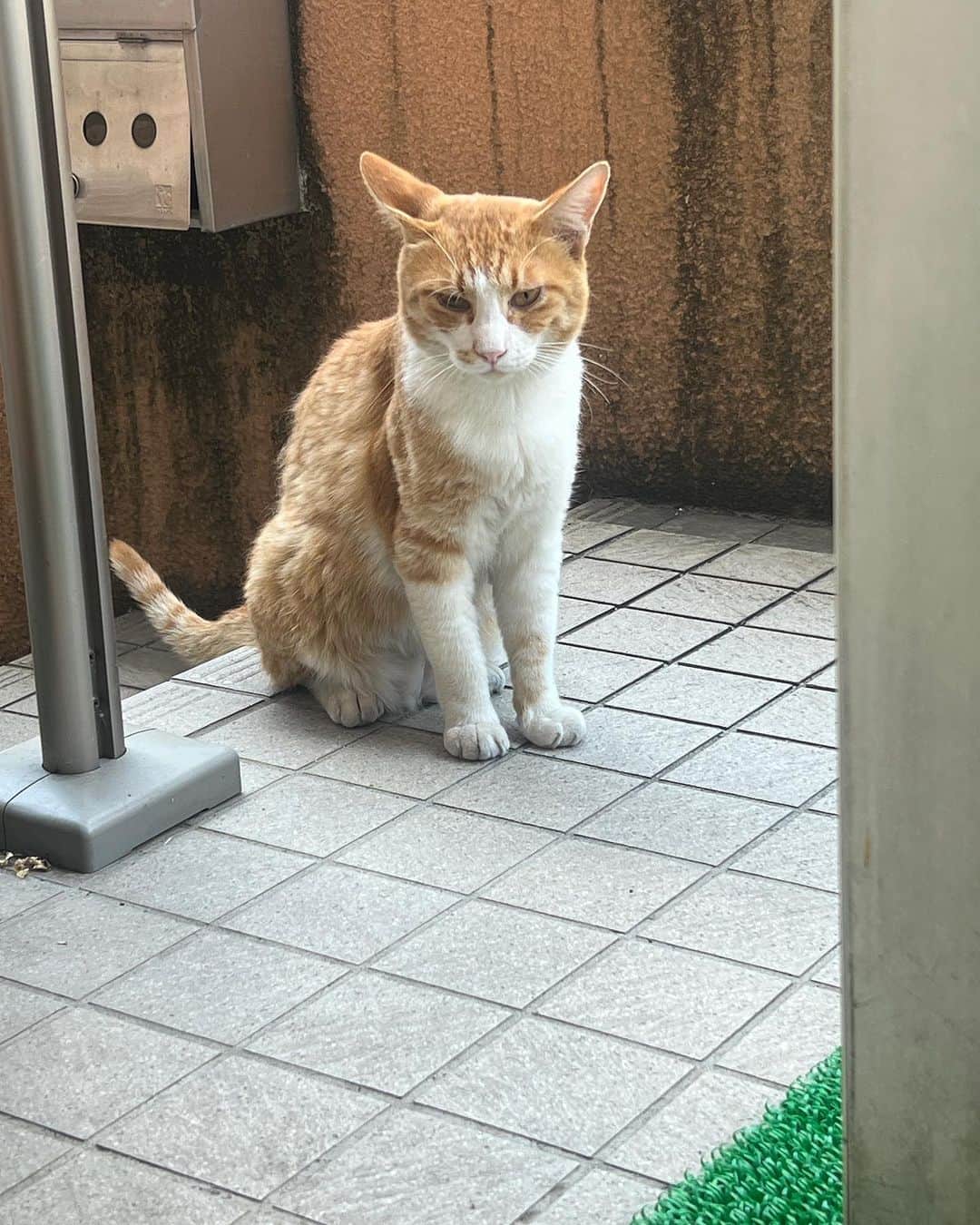 のインスタグラム：「おはようチャメシ！ Good Morning Chameshi!  暑いね〜！ 食べて〜！  #うちの猫ら #猫 #ねこ #chameshi #ニャンスタグラム #にゃんすたぐらむ #ねこのきもち #cat #ネコ #catstagram #ネコ部 http://kachimo.exblog.jp」