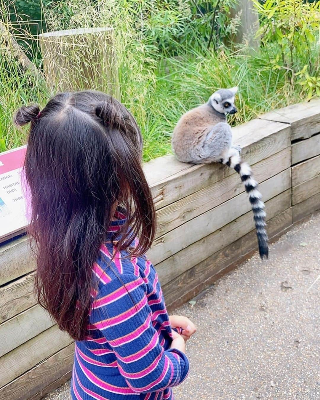 酒向杏奈さんのインスタグラム写真 - (酒向杏奈Instagram)「. . "London zoo" . .  1828年に創立されたロンドン動物園。 . もともとロンドン動物園は、研究のために動物が収集がされたことが始まりのようで、今でも絶滅に瀕した動物の保護や繁殖、 研究機関としての役割を担っているそうです。 .  普通の動物園とは少し違い、動物を見るのではなく、そこで暮らす彼らに会いに行く、そんなコンセプトを感じました！ . . #londonzoo  #london」8月5日 16時51分 - annacotta715