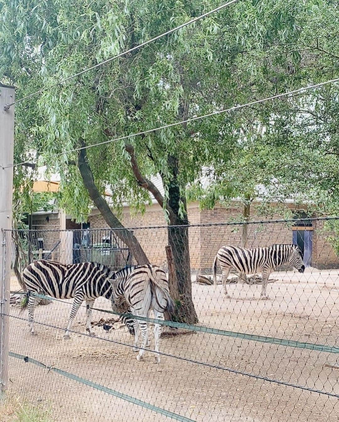 酒向杏奈さんのインスタグラム写真 - (酒向杏奈Instagram)「. . "London zoo" . .  1828年に創立されたロンドン動物園。 . もともとロンドン動物園は、研究のために動物が収集がされたことが始まりのようで、今でも絶滅に瀕した動物の保護や繁殖、 研究機関としての役割を担っているそうです。 .  普通の動物園とは少し違い、動物を見るのではなく、そこで暮らす彼らに会いに行く、そんなコンセプトを感じました！ . . #londonzoo  #london」8月5日 16時51分 - annacotta715