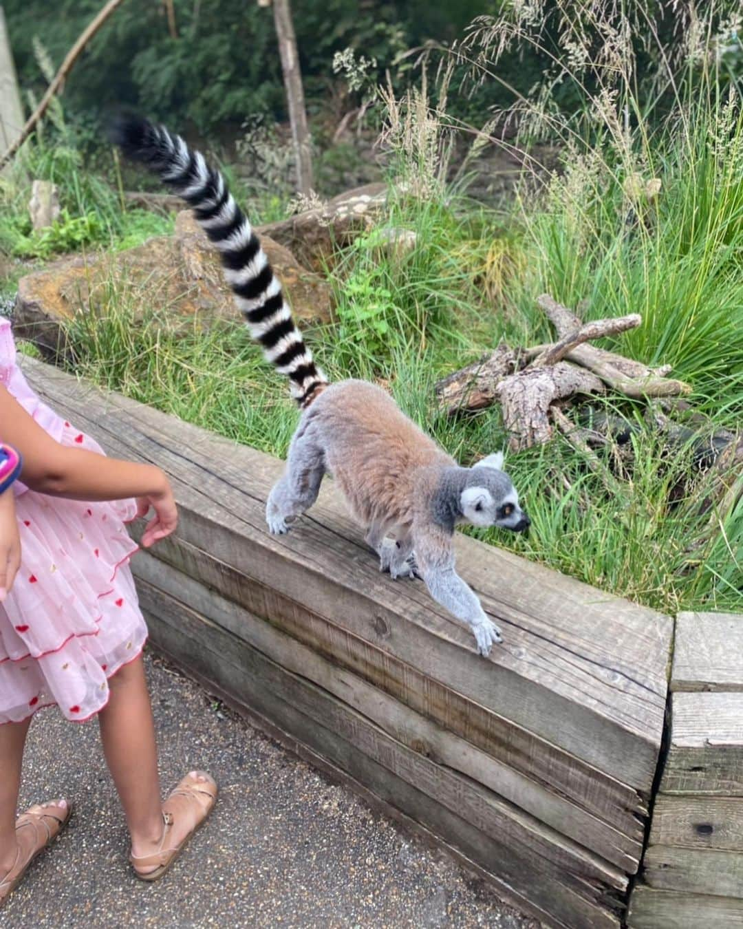 酒向杏奈さんのインスタグラム写真 - (酒向杏奈Instagram)「. . "London zoo" . .  1828年に創立されたロンドン動物園。 . もともとロンドン動物園は、研究のために動物が収集がされたことが始まりのようで、今でも絶滅に瀕した動物の保護や繁殖、 研究機関としての役割を担っているそうです。 .  普通の動物園とは少し違い、動物を見るのではなく、そこで暮らす彼らに会いに行く、そんなコンセプトを感じました！ . . #londonzoo  #london」8月5日 16時51分 - annacotta715