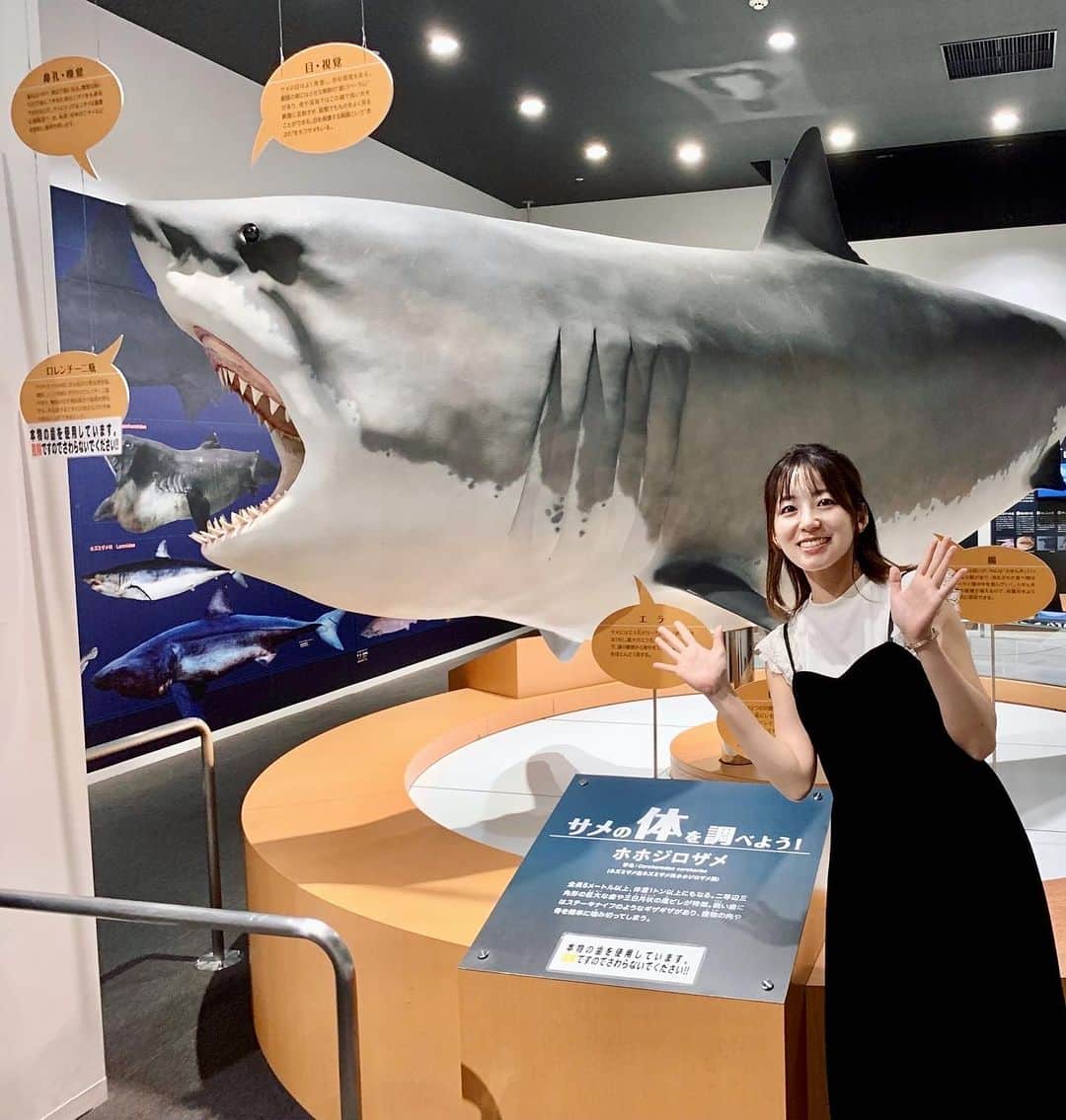 はたゆりこのインスタグラム：「宮城県・気仙沼に行ってきました🚄part.2 ━━━━━━━━━━━━━━━━━━━━━ フリーライブをおこなった気仙沼「海の市」には「シャークミュージアム」という日本で唯一のサメの博物館があります🦈  気仙沼はサメの水揚げ日本一で、日本屈指の良質なフカヒレの産地。 シャークミュージアムではサメの生態を紹介するほか、東日本大震災からの復興をテーマとした展示もありました。東日本大震災の被害と復興の様子を紹介したシアターもあり、鈴木あいちゃん @suzukiai1015 が音楽を担当した映像も見ることが出来ます。  気仙沼はホヤも有名なんだそう☺️フリーライブのあと「海の市」内の「カネト水産」で人生初のホヤをいただきました！ あまりなじみのない食材で好き嫌いが分かれそうですが、新鮮で臭みもなく、おいしくいただきました😋 ホヤの写真は撮り忘れてしまいましたが💦気仙沼市の観光キャラクター・海の子「ホヤぼーや」の顔だしパネルの写真ならありました🤭笑  ≪お知らせ≫ 6月にmosh Grab'nGoで開催した「ふわトロLIVE」のライブ映像が販売開始となりました！オフショットも含め約1時間の特別映像となっております♩ 鈴木あいちゃんのオンラインストアにてご購入いただけます。ぜひよろしくお願い致します＊  ≪出演情報≫ ◼8月13日(日)15:20〜/18:20〜 ところざわサクラタウン野外フリーライブ（埼玉県所沢市） ◼8月26日(土)昼「ひだまりライブ」（銀座Miiya Cafe） ◼9月16日(土)昼「うたこまち in大阪 Vol.1」（大阪・北浜 雲州堂） ◼9月17日(日)昼「うたこまち in大阪 Vol.2」（大阪・北浜 雲州堂） 詳しくは「はたゆりこオフィシャルサイト」をご覧ください♩  #気仙沼 #気仙沼海の市 #シャークミュージアム #サメ #フカヒレ #ホヤ #ないわん #気仙沼内湾商業施設 #東北復興支援 #東日本大震災 #復興 #シンガーソングライター #鈴木あい #カネト水産 #気仙沼グルメ #海鮮丼 #海鮮丼ランチ #うみいち #ホヤぼーや #顔だしパネルやりがち」