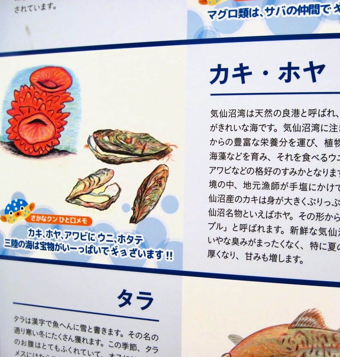 はたゆりこさんのインスタグラム写真 - (はたゆりこInstagram)「宮城県・気仙沼に行ってきました🚄part.2 ━━━━━━━━━━━━━━━━━━━━━ フリーライブをおこなった気仙沼「海の市」には「シャークミュージアム」という日本で唯一のサメの博物館があります🦈  気仙沼はサメの水揚げ日本一で、日本屈指の良質なフカヒレの産地。 シャークミュージアムではサメの生態を紹介するほか、東日本大震災からの復興をテーマとした展示もありました。東日本大震災の被害と復興の様子を紹介したシアターもあり、鈴木あいちゃん @suzukiai1015 が音楽を担当した映像も見ることが出来ます。  気仙沼はホヤも有名なんだそう☺️フリーライブのあと「海の市」内の「カネト水産」で人生初のホヤをいただきました！ あまりなじみのない食材で好き嫌いが分かれそうですが、新鮮で臭みもなく、おいしくいただきました😋 ホヤの写真は撮り忘れてしまいましたが💦気仙沼市の観光キャラクター・海の子「ホヤぼーや」の顔だしパネルの写真ならありました🤭笑  ≪お知らせ≫ 6月にmosh Grab'nGoで開催した「ふわトロLIVE」のライブ映像が販売開始となりました！オフショットも含め約1時間の特別映像となっております♩ 鈴木あいちゃんのオンラインストアにてご購入いただけます。ぜひよろしくお願い致します＊  ≪出演情報≫ ◼8月13日(日)15:20〜/18:20〜 ところざわサクラタウン野外フリーライブ（埼玉県所沢市） ◼8月26日(土)昼「ひだまりライブ」（銀座Miiya Cafe） ◼9月16日(土)昼「うたこまち in大阪 Vol.1」（大阪・北浜 雲州堂） ◼9月17日(日)昼「うたこまち in大阪 Vol.2」（大阪・北浜 雲州堂） 詳しくは「はたゆりこオフィシャルサイト」をご覧ください♩  #気仙沼 #気仙沼海の市 #シャークミュージアム #サメ #フカヒレ #ホヤ #ないわん #気仙沼内湾商業施設 #東北復興支援 #東日本大震災 #復興 #シンガーソングライター #鈴木あい #カネト水産 #気仙沼グルメ #海鮮丼 #海鮮丼ランチ #うみいち #ホヤぼーや #顔だしパネルやりがち」8月5日 18時22分 - hatayuriko