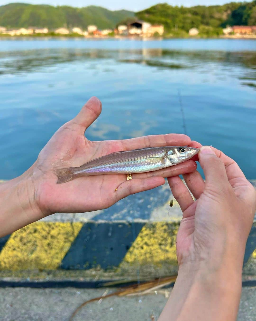 阪本智子さんのインスタグラム写真 - (阪本智子Instagram)「🎣♡  制限時間:子供が起きるまでの1時間 で狙ったのはシロギスでした！  そしてなんとか本命ゲット🥹✨  嬉しすぎた🩷  #城崎温泉 #釣り #ちょい投げ #キス釣り #釣り好き #阪本智子」8月5日 18時44分 - tomoko_sakamoto423