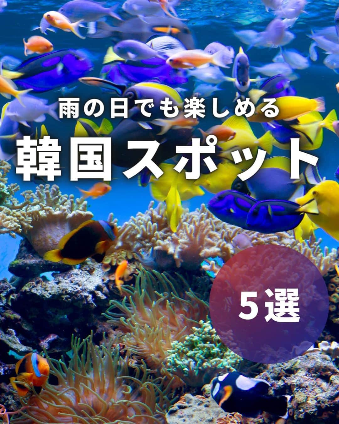 アシアナ航空日本地域公式アカウントのインスタグラム