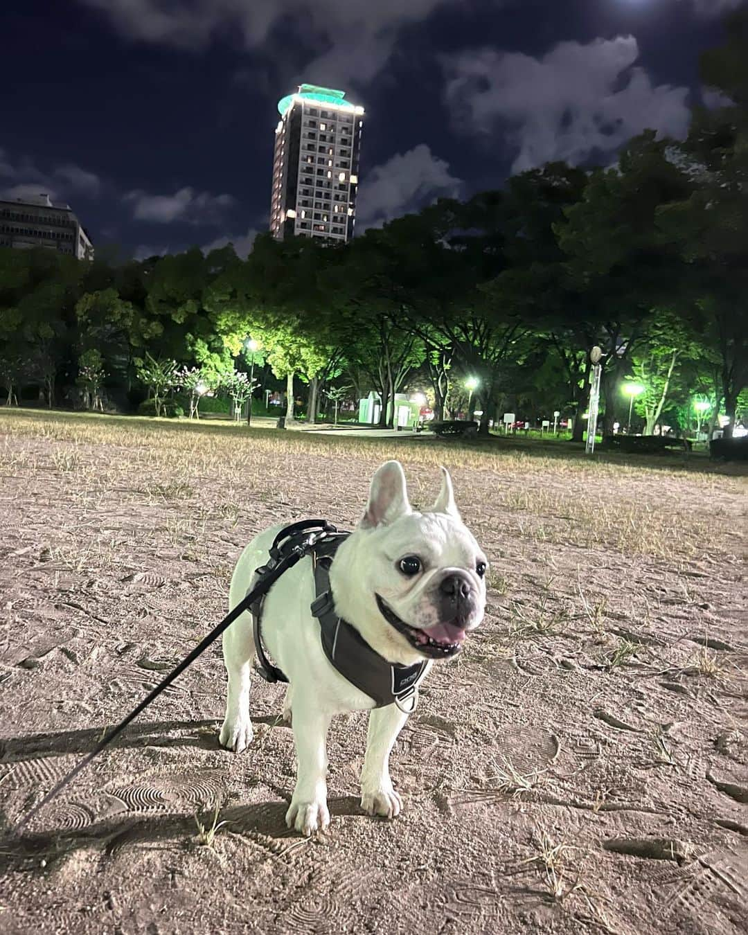 鑑田幸代のインスタグラム：「GOOSE  9歳BD🐷 下痢での病院からのスタート💩  #frenchbulldog  #frenchbulldogs  #french_bulldogs  #frenchie  #buhi  #ハニーパイド #フレブル  #グース #グーちゃん」