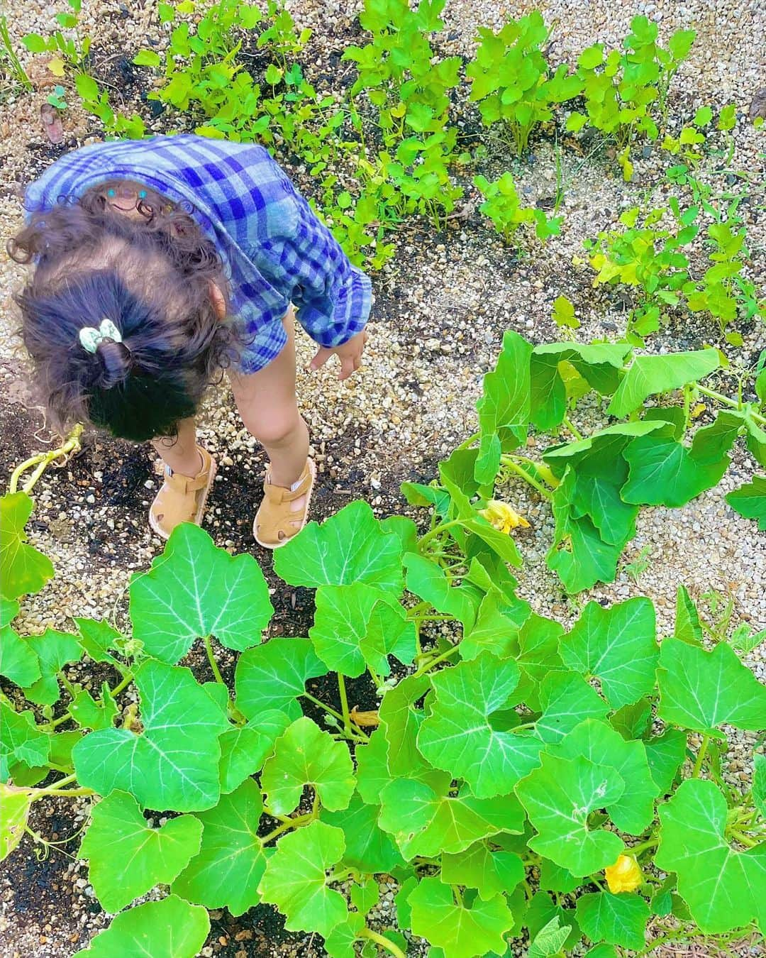 ノーマのインスタグラム：「Satoyama Edible garden diary 🎃🥕🍠🌱🌱🌱 Summer ⏪Spring  抱っこ紐で娘をおんぶして庭作業していた頃が懐かしい👶🏻 この春は種蒔きや花摘み、水撒きなど、娘もミニ畑作業での参加を楽しみながら、一緒に土に触れてお山の大地を勉強中。一才半過ぎた娘の世界は大地が近くて、虫さんたちとの距離も近いように感じる🐛🐛🐛  横浜では勢い良すぎる雲南百薬がいつもの調子でなかったり、コンポストからはスイカがやたら芽を出したり（横浜ではトマトがよく芽を出してた）。環境と共に植物事情も変わる。一つの答えは無く、むしろ無数で変化に尽きなくて、だからやっぱり自然界の観察って愉しい🐈🌏🌱 　  #botanics #滋賀 #ノマ畑 #Satoyamaediblegarden」