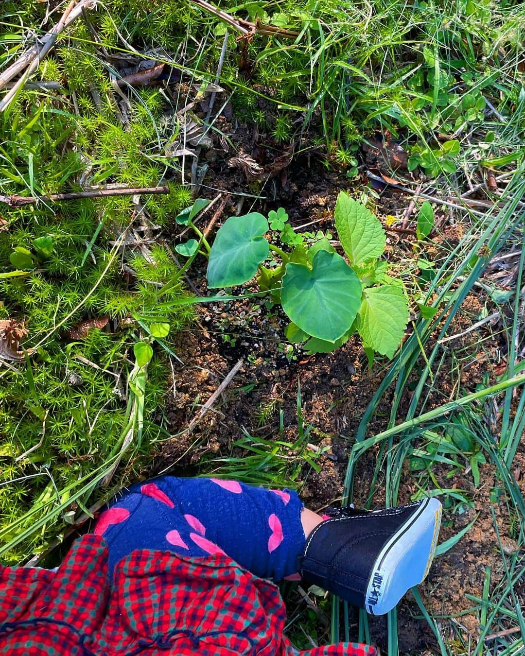 ノーマさんのインスタグラム写真 - (ノーマInstagram)「Satoyama Edible garden diary 🎃🥕🍠🌱🌱🌱 Summer ⏪Spring  抱っこ紐で娘をおんぶして庭作業していた頃が懐かしい👶🏻 この春は種蒔きや花摘み、水撒きなど、娘もミニ畑作業での参加を楽しみながら、一緒に土に触れてお山の大地を勉強中。一才半過ぎた娘の世界は大地が近くて、虫さんたちとの距離も近いように感じる🐛🐛🐛  横浜では勢い良すぎる雲南百薬がいつもの調子でなかったり、コンポストからはスイカがやたら芽を出したり（横浜ではトマトがよく芽を出してた）。環境と共に植物事情も変わる。一つの答えは無く、むしろ無数で変化に尽きなくて、だからやっぱり自然界の観察って愉しい🐈🌏🌱 　  #botanics #滋賀 #ノマ畑 #Satoyamaediblegarden」8月5日 19時21分 - noma77777