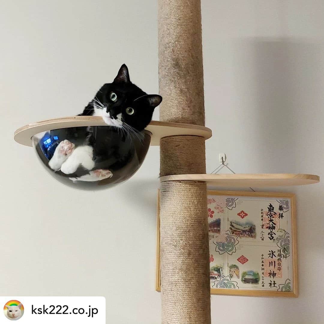 【公式】いぬのきもち・ねこのきもちのインスタグラム：「Posted @withregram • @ksk222.co.jp さんの猫ちゃん。  ぴったり収まってるし 肉球すけすけだし 顔の角度が絶妙だし  もう可愛いしかない😍❤️  ハッシュタグ #いぬのきもち #ねこのきもち に投稿いただいた可愛い写真をご紹介しています！ 「いぬのきもちWEB　MAGAZINE」、「ねこのきもちWEB MAGAZINE」でもご紹介させていただくことも！  -------------------  .  #ねこ #猫  #ねこすたぐらむ #ねこのきもち #ねこ好き #ねこと暮らす #ねこ好きさんと繋がりたい #猫好きな人と繋がりたい #猫がいる生活 #猫と暮らす#猫好き #cat #catstagram #catsofinstagram #cats_of_instagram」