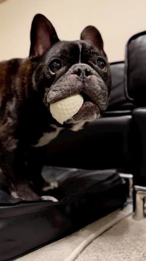 Turbo_dad フレブルのターボのインスタグラム：「暑いから家で1人遊び  #frenchbulldog #frenchie #frebull #frenchiesofinstagram #frenchiegram #frenchie1 #frenchbulldoglife #フレンチブルドッグ #フレブル #buhi #ブヒ #フレブルのいる生活 #フレブルのいる暮らし」