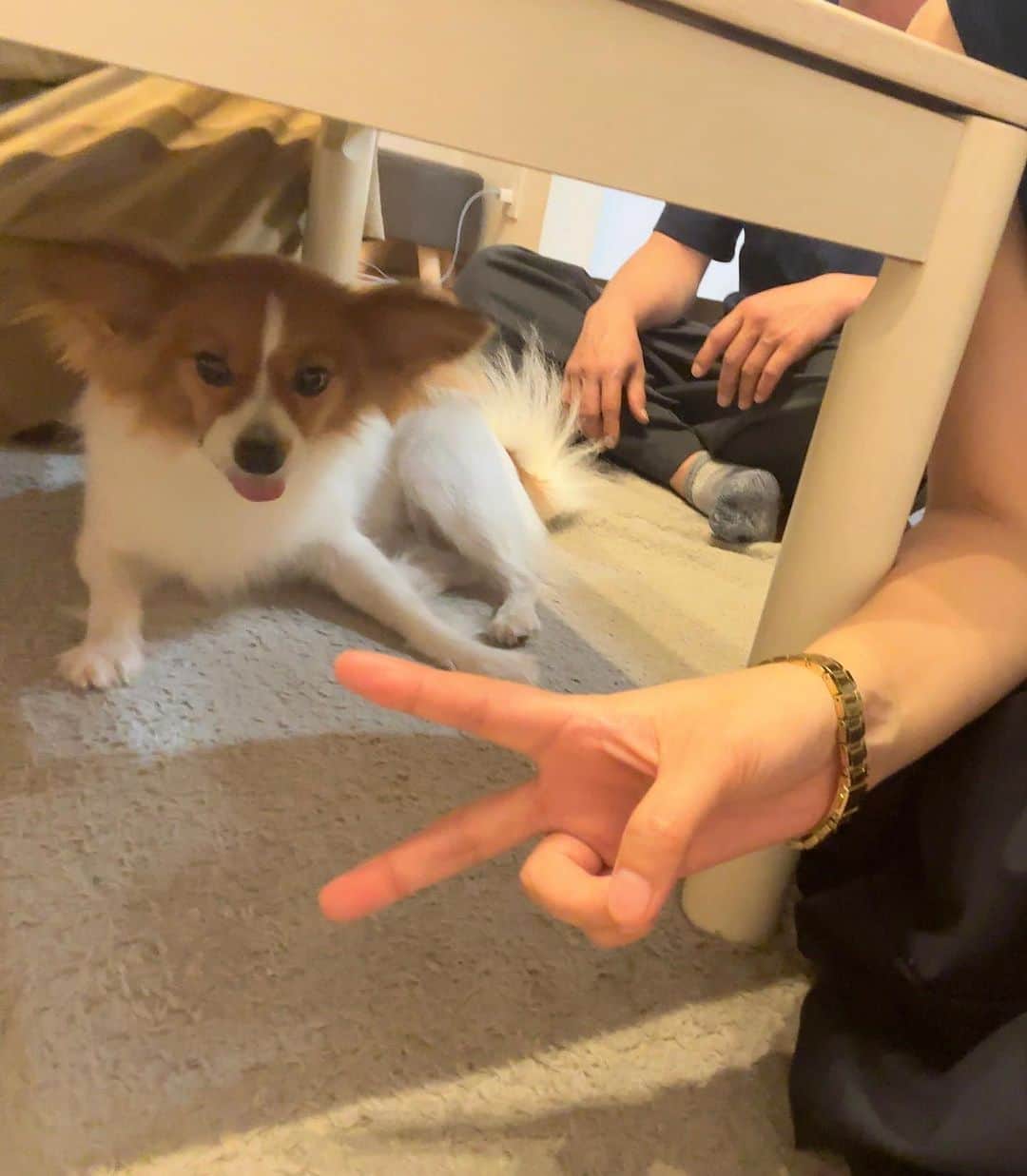 範田紗々さんのインスタグラム写真 - (範田紗々Instagram)「妹宅で🐶と戯れて来たよ💓」8月5日 19時24分 - handa_sasa