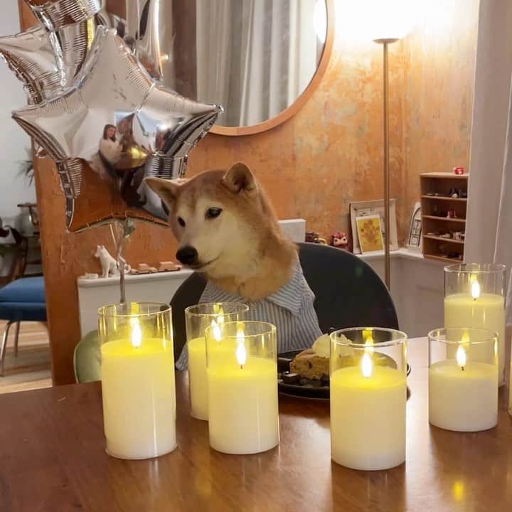 Menswear Dogのインスタグラム
