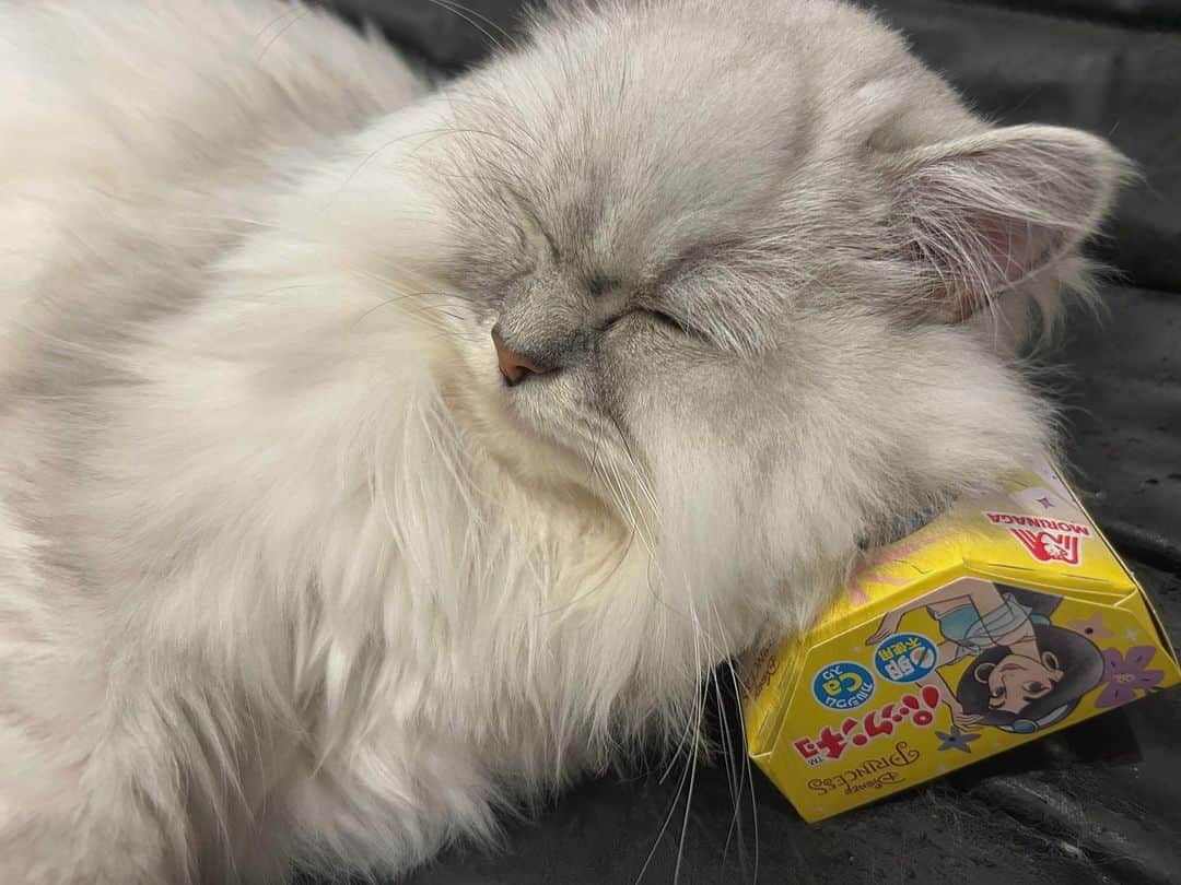小関舞さんのインスタグラム写真 - (小関舞Instagram)「. リモコンとかお菓子とか 枕にしがち🛌💭  #猫あるある ？ #猫のいる暮らし  #ペルシャチンチラ  #パックンチョ」8月5日 21時30分 - mai_ozeki.official