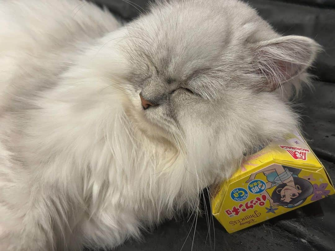 小関舞のインスタグラム：「. リモコンとかお菓子とか 枕にしがち🛌💭  #猫あるある ？ #猫のいる暮らし  #ペルシャチンチラ  #パックンチョ」