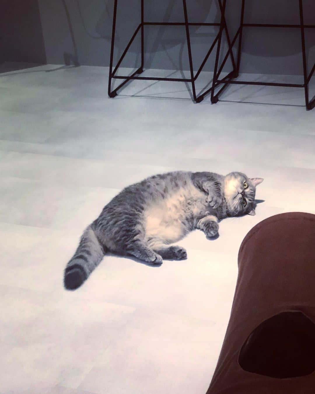 Pancakeさんのインスタグラム写真 - (PancakeInstagram)「chilling on a saturday night  #cats #munchkincat #マンチカン短足 #まんちかん #猫部 #ねこ部 #猫のいる暮らし」8月5日 22時15分 - nugget_pancake