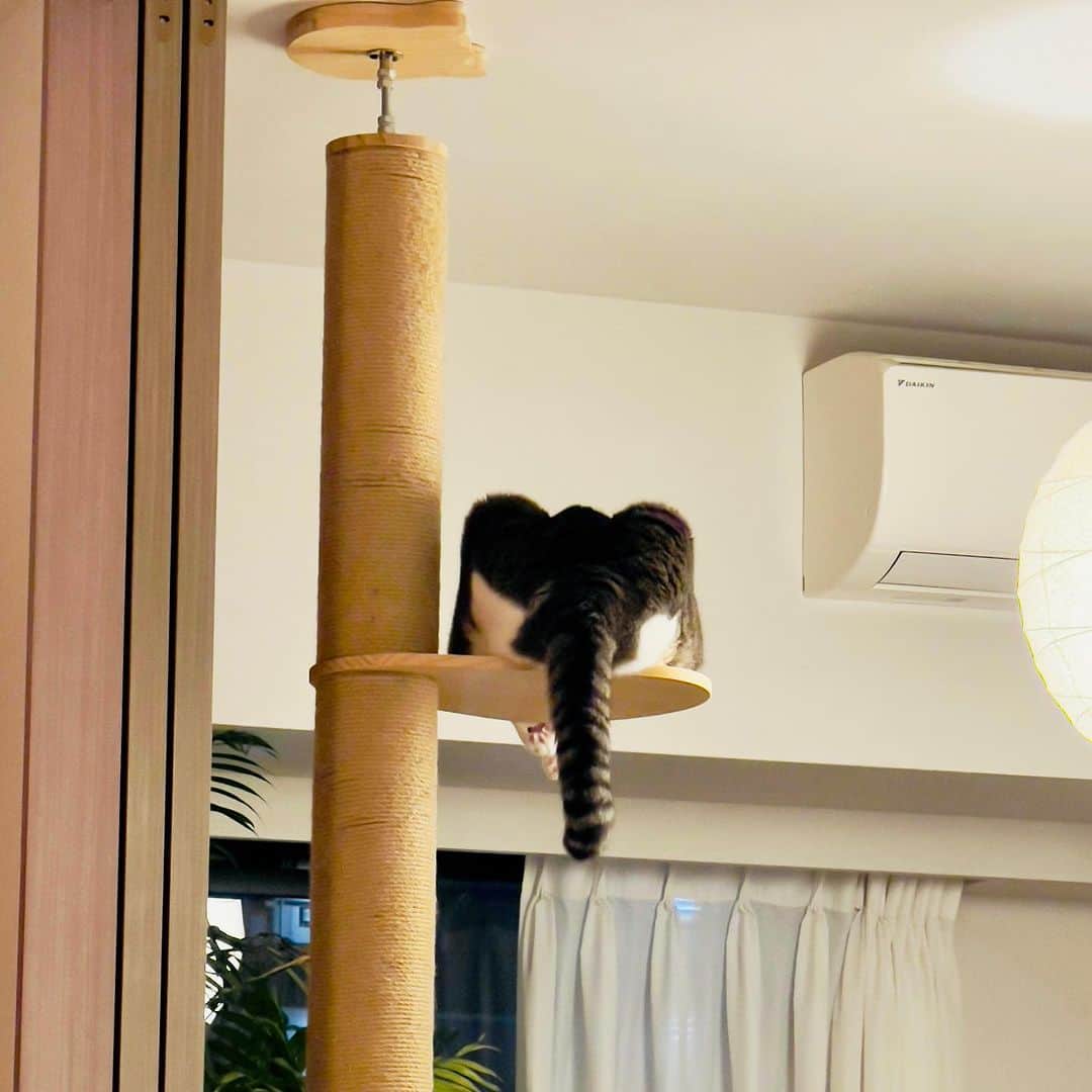 池田有希子のインスタグラム：「ゾウさんがいます。  #catlookinglikeanelephant」