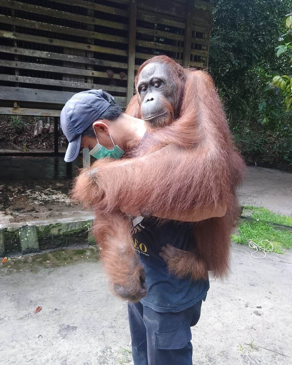 OFI Australiaのインスタグラム：「Each month #orangutans at OFI’s Care Centre in Central Borneo are weighed. Relationships between orangutans and OFI staff are so good, sometimes staff can stand on the scales with adolescent males on their backs without fuss. Orangutans may understand the procedure by now.」