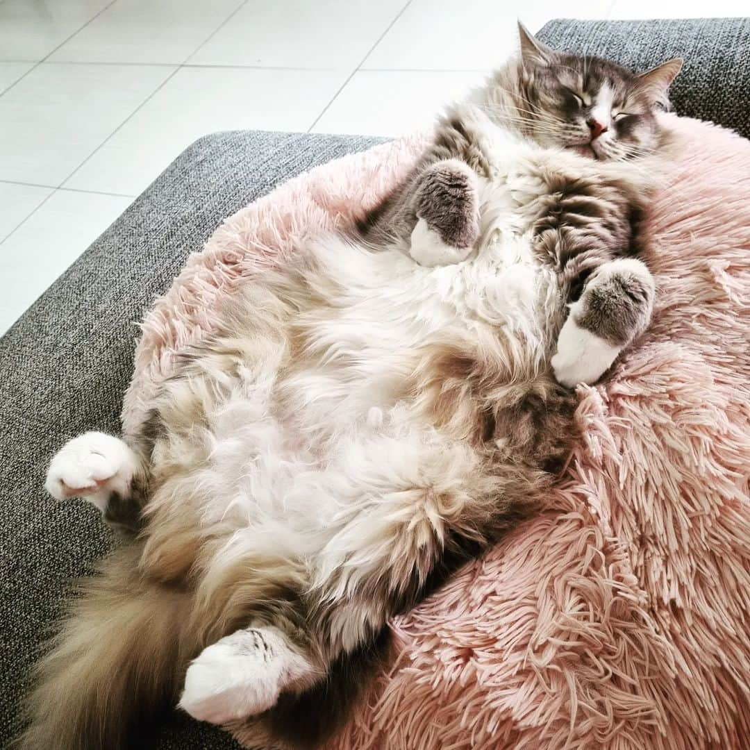 Nila & Miloのインスタグラム：「To caturday, verb: to cause someone to become less active and more calm and happy. "Milo was caturdaying like a pro" ❤️ #caturday #dictionary #cleverboy」