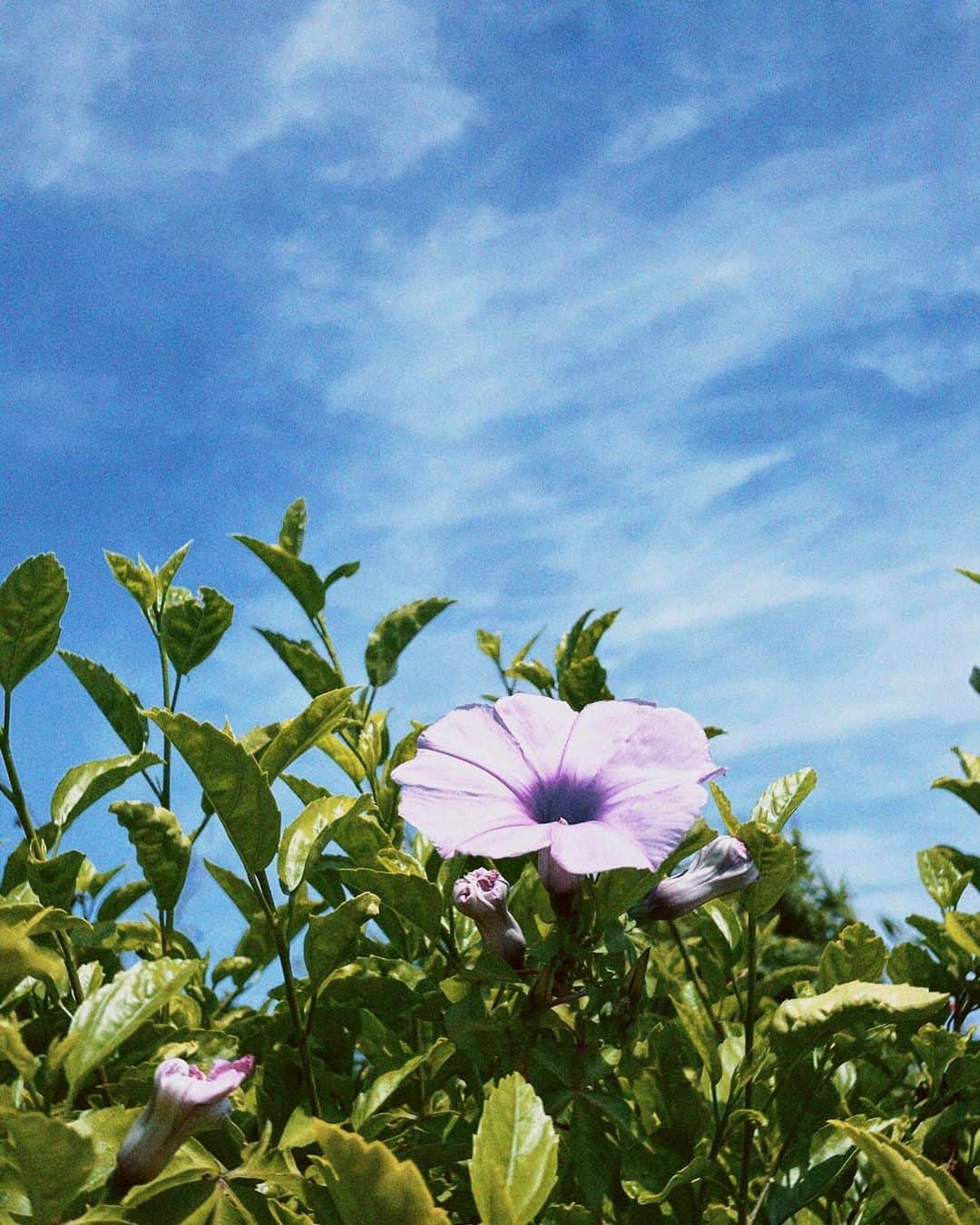 白間美瑠さんのインスタグラム写真 - (白間美瑠Instagram)「夏🌺🏝️🌴 #今日も暑いっ　#写真集　#写真どぞっ」8月5日 22時51分 - shiro36run